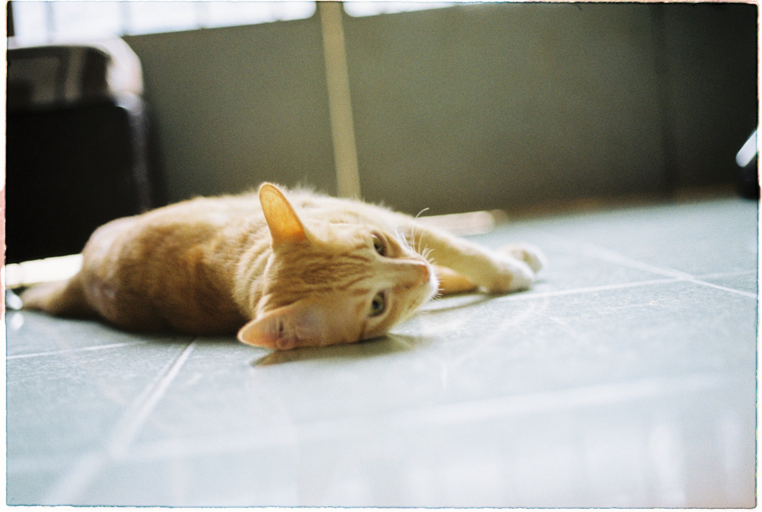 A ginger cat resting indoors on a soft film scan.