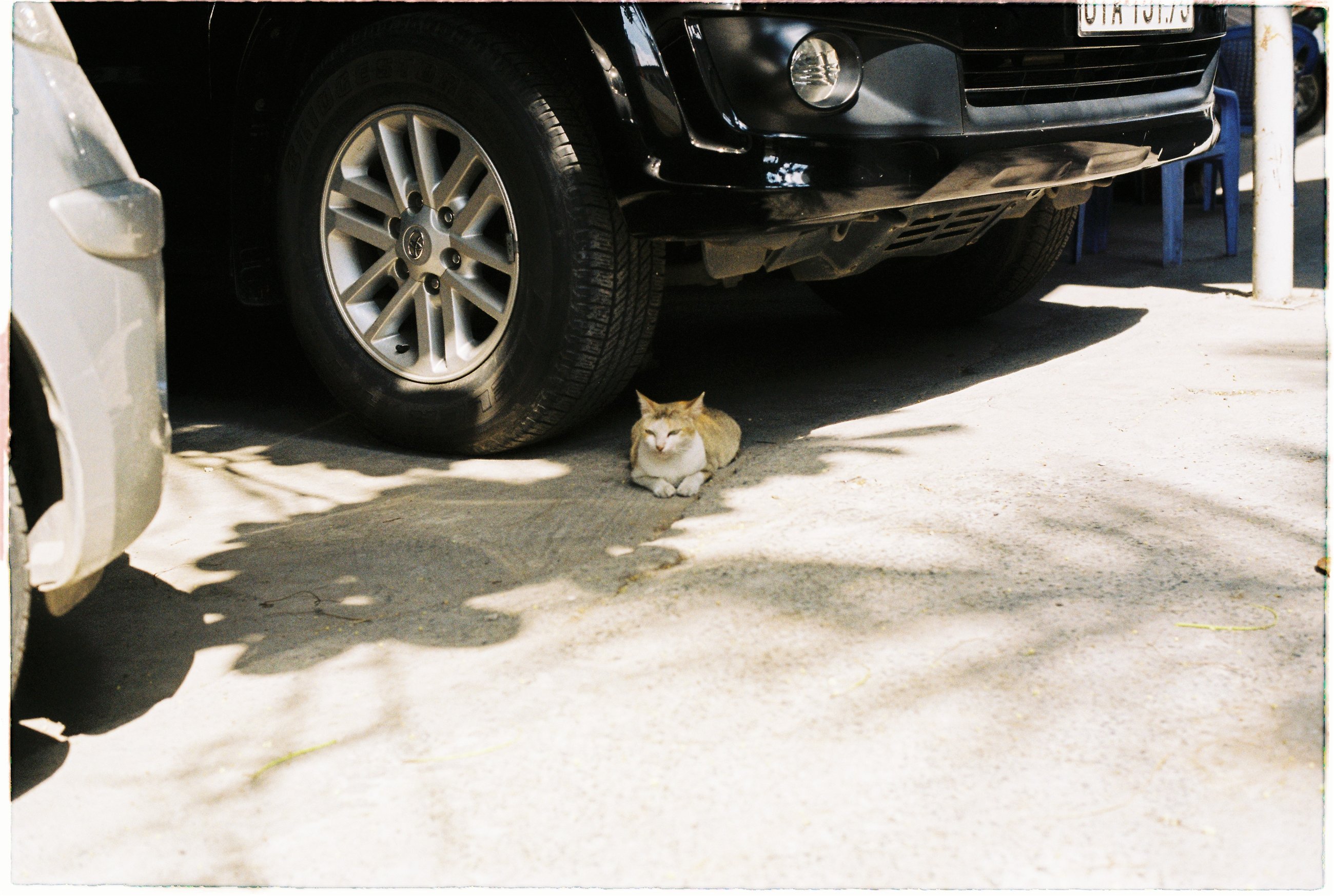 A small cat resting between parked cars in hard sunlight on film.